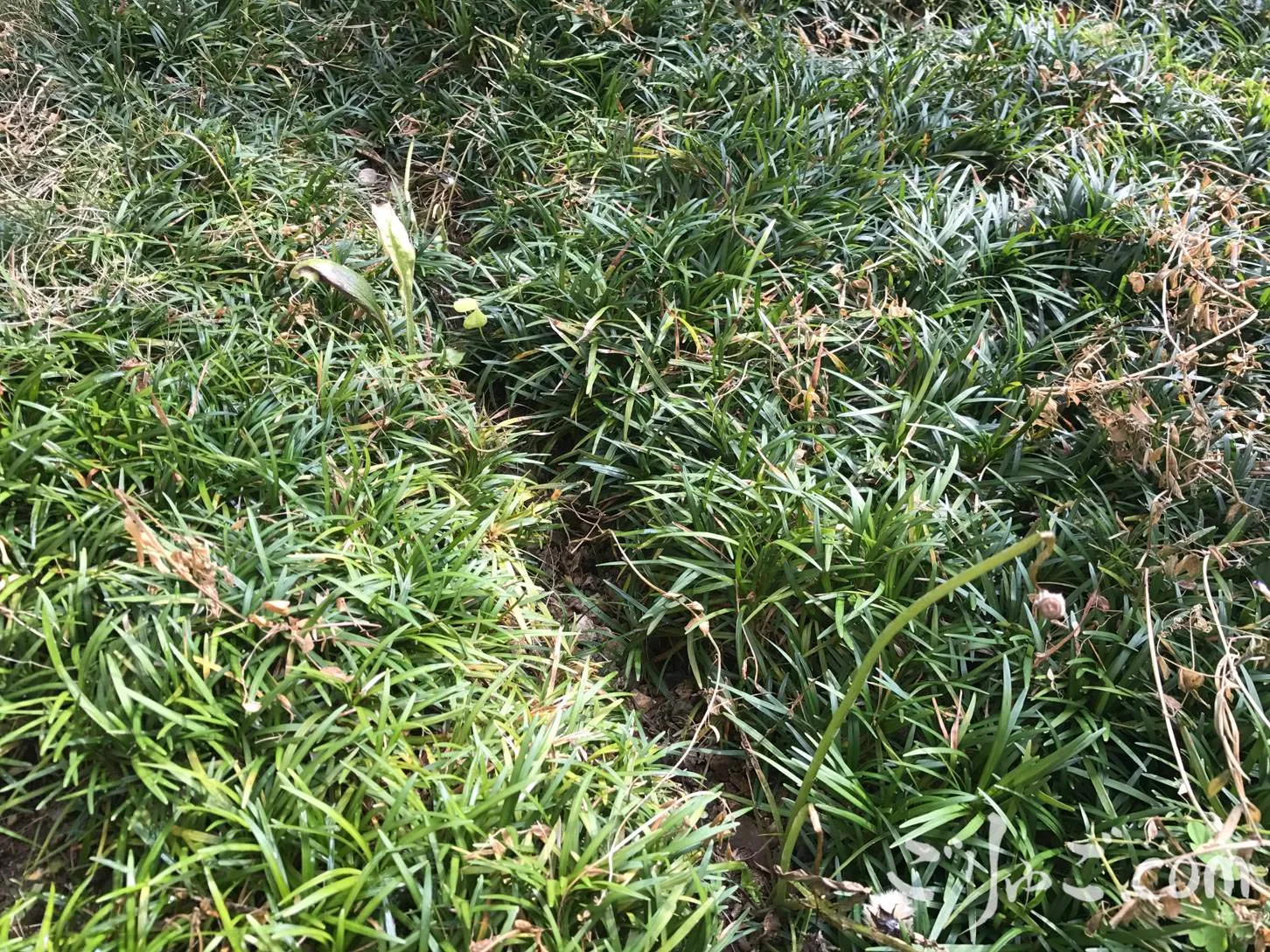 garden_reform-4