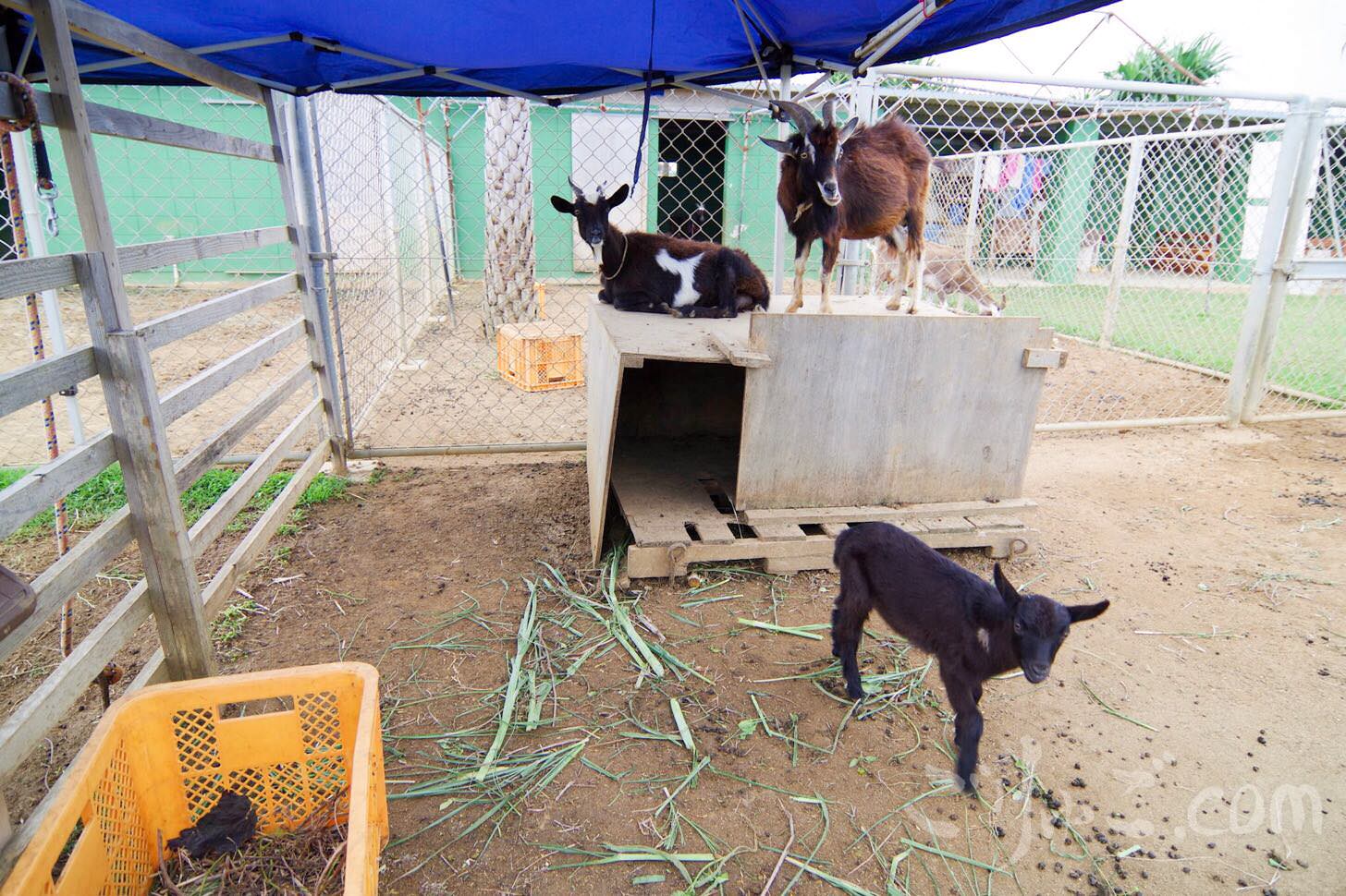 Image-2017-07-04-11-24